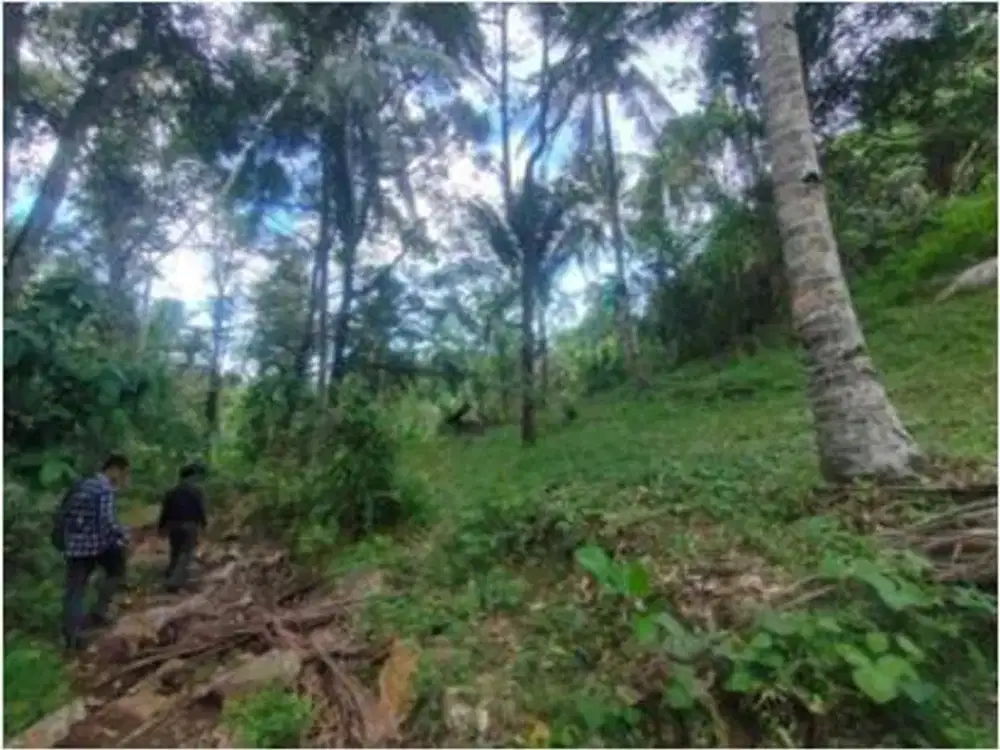 Tanah Luas Harga Terjangkau di Minahasa Cocok untuk Perkebunan