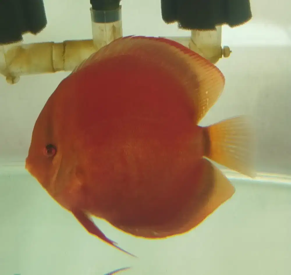 Discus San Merah / Red Cover & Panthera