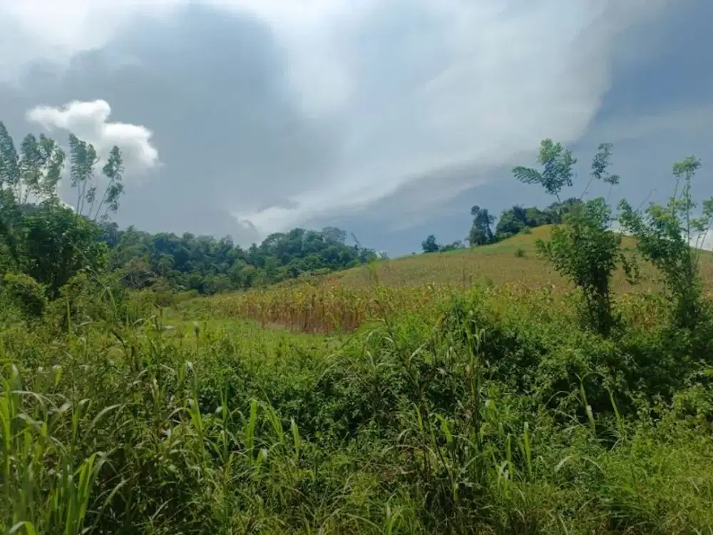 Dijual Tanah 2 Hektar Seharga 300 jt di Lolak - Sulawesi Utara
