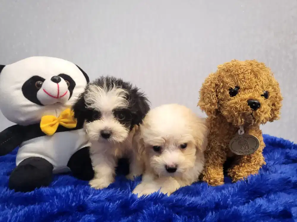 Tiny Teacup Parti Poodle