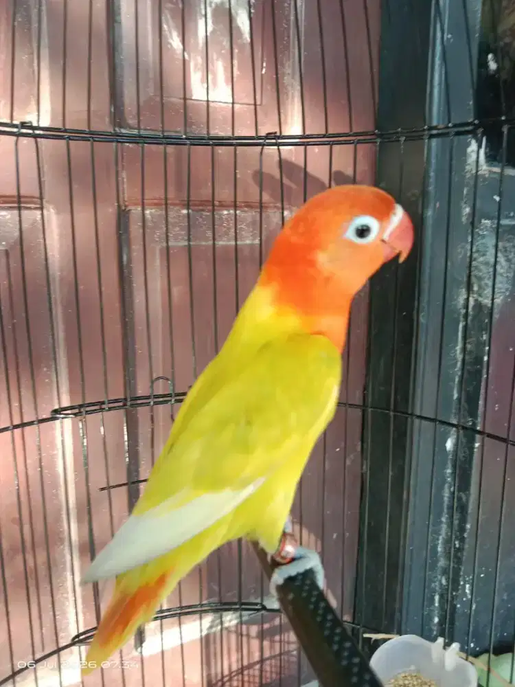 love bird biola pastel