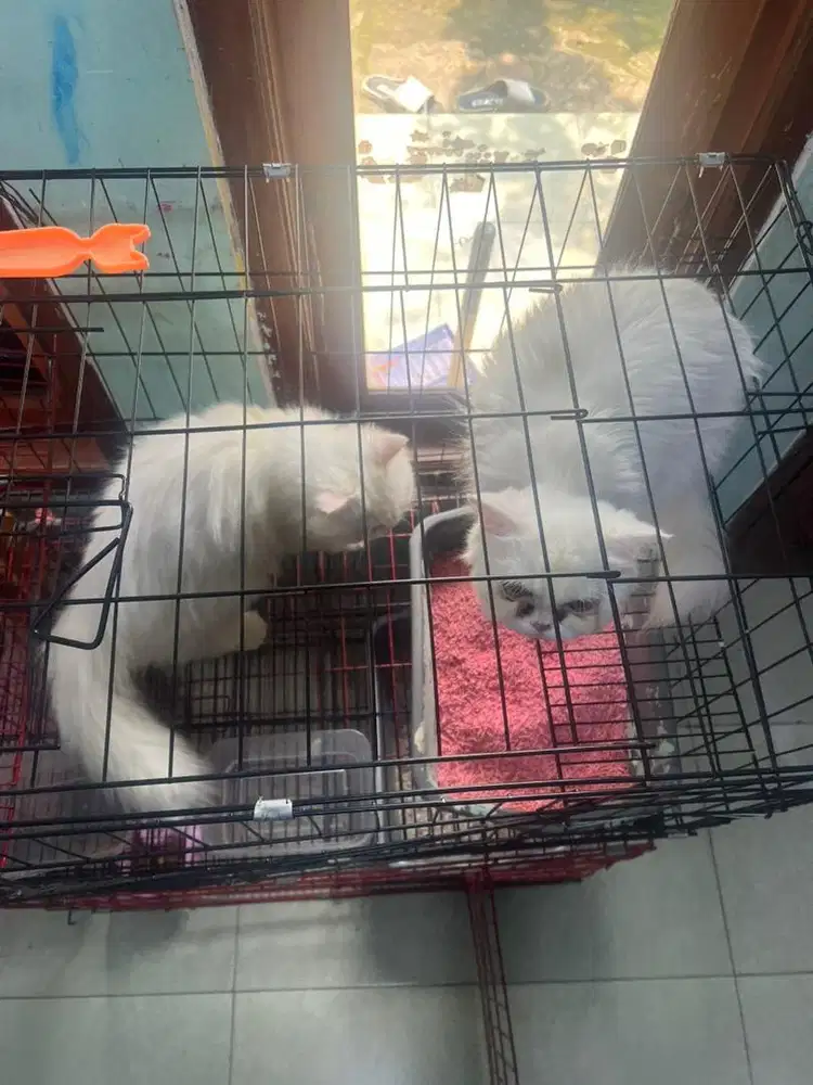 2 kucing persia betina