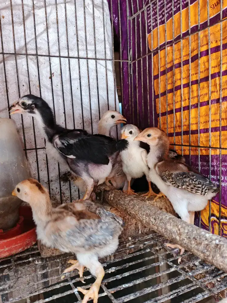 Jual borongan 10 ekor anak ayam Bangkok
