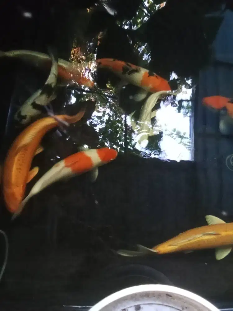Aquarium system. Marines & soft coral. Koi. These are separate items.