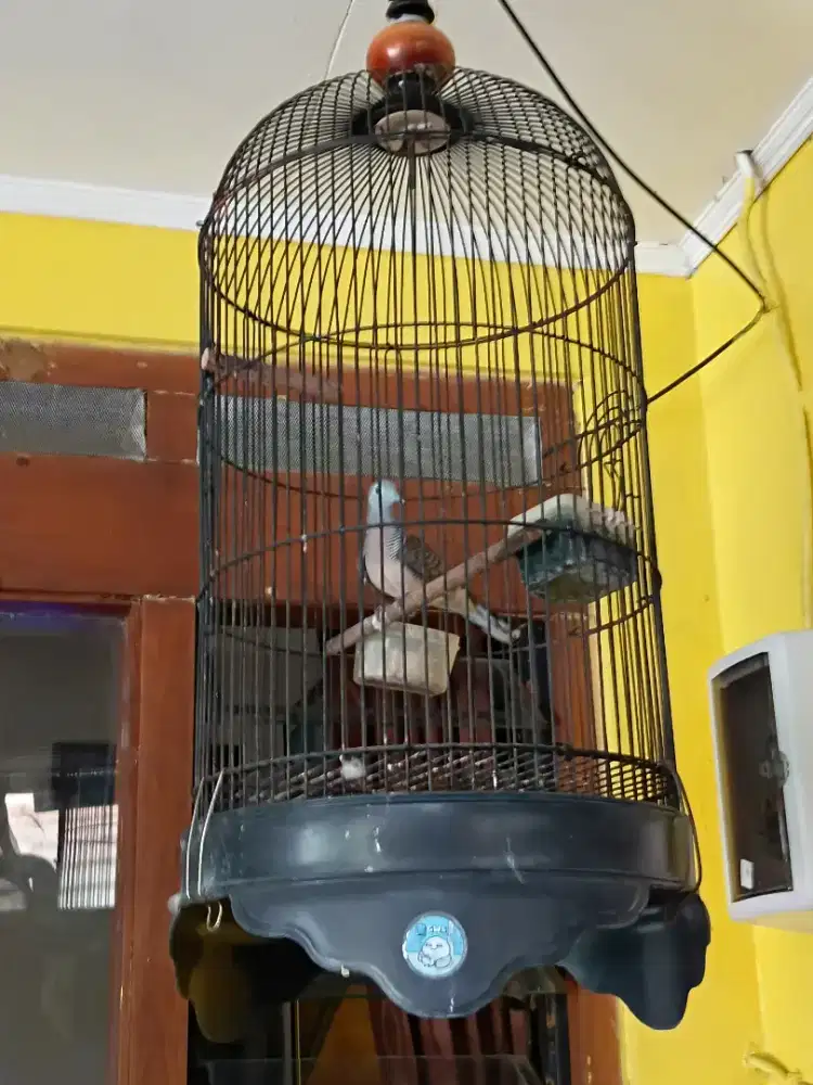 BURUNG PERKUTUT LOKAL ALAM TUNJUNG BIRU PANCURAN MAS.KOMPLIT SANGKAR.