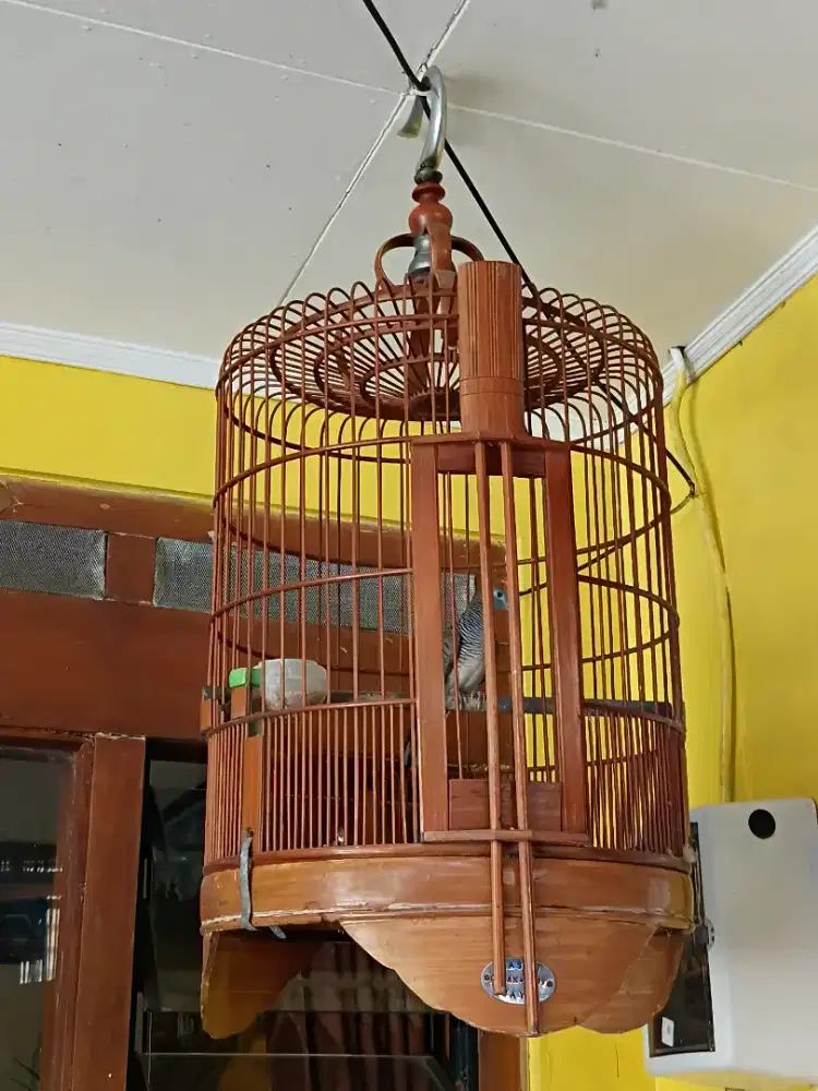 BURUNG PERKUTUT LOKAL ALAM KALUNG USUS / KALUNG KEMBEN.KOMPLIT SANGKAR