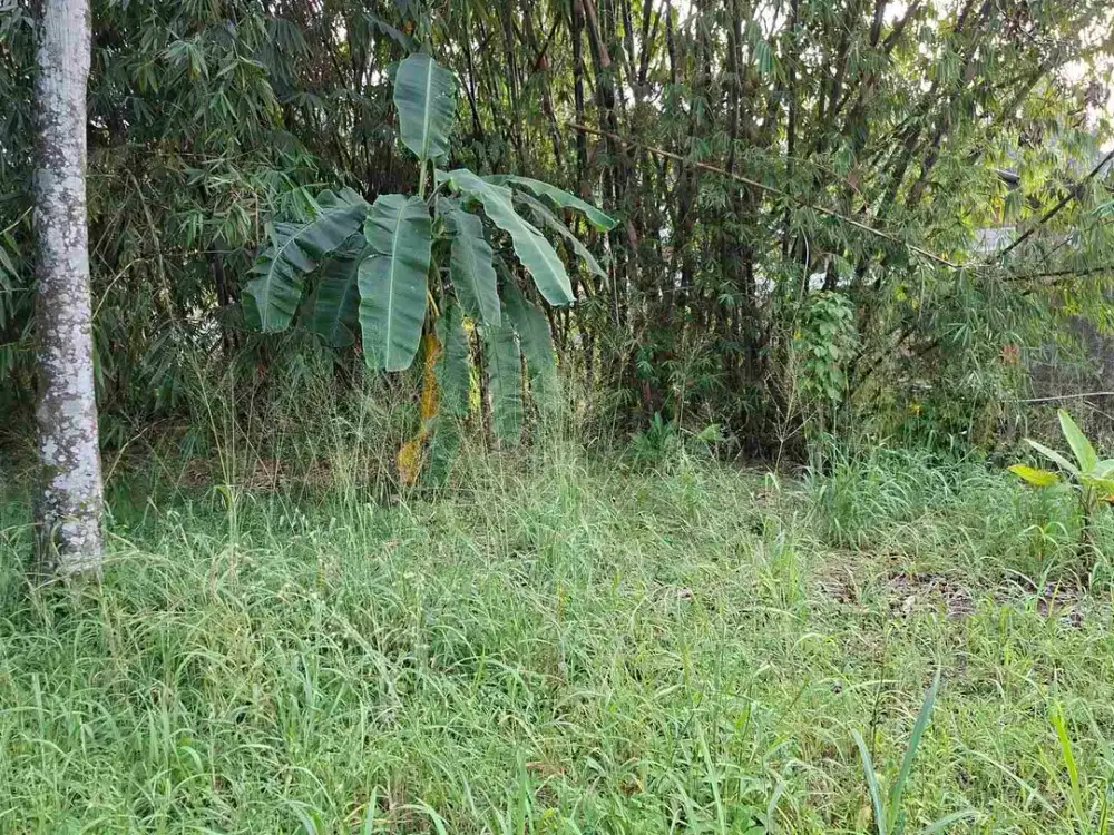 DI JUAL TANAH DEKAT SUMMARECON BOGOR.SANGAT COCOK UNTUK RUMAH TINGGAL DAN KOS KOSAN
