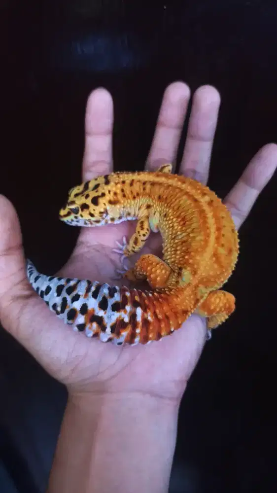 Gecko Jumbo Bagus