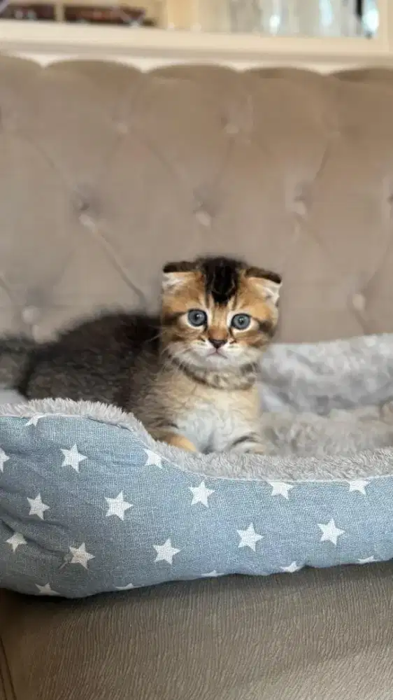 scottish fold dan scottish straight jantan kitten