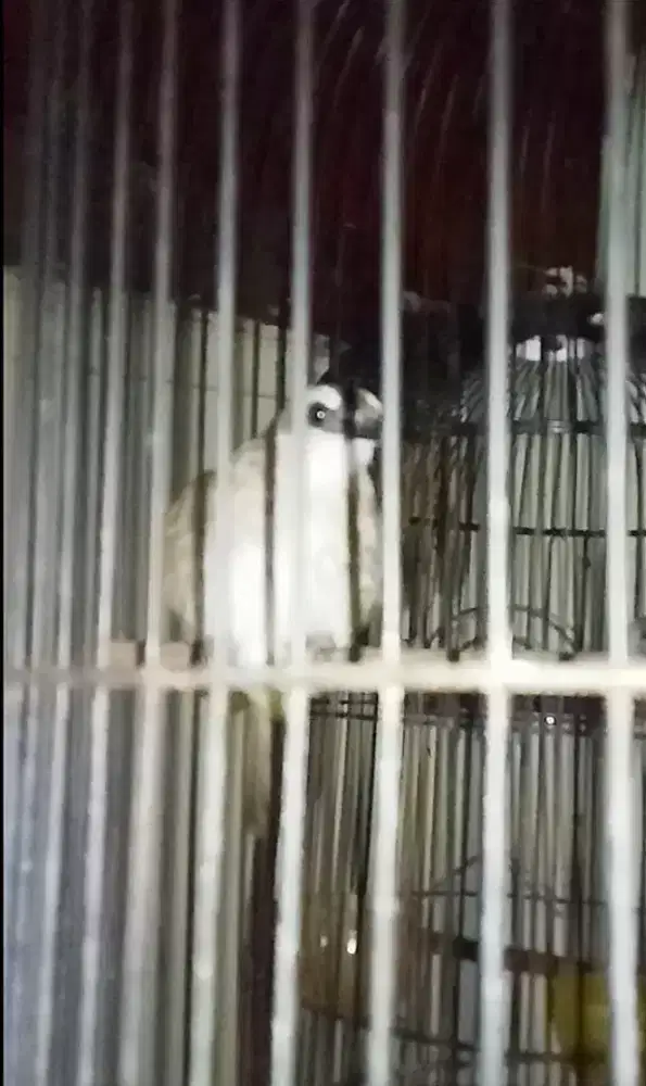 Burung Trucukan Dewasa