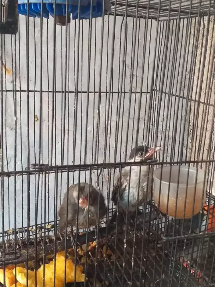 anakan jogjog kutilang udah makan sendiri