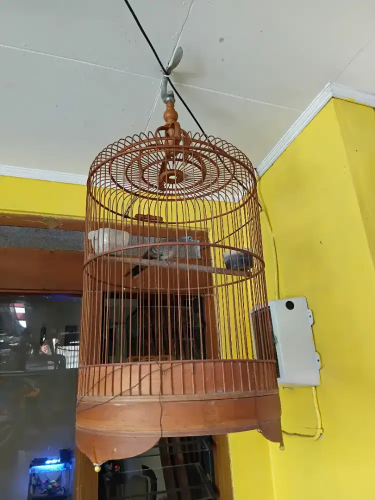 BURUNG PERKUTUT LOKAL ALAM ROJO DINO.KOMPLIT SANGKAR.