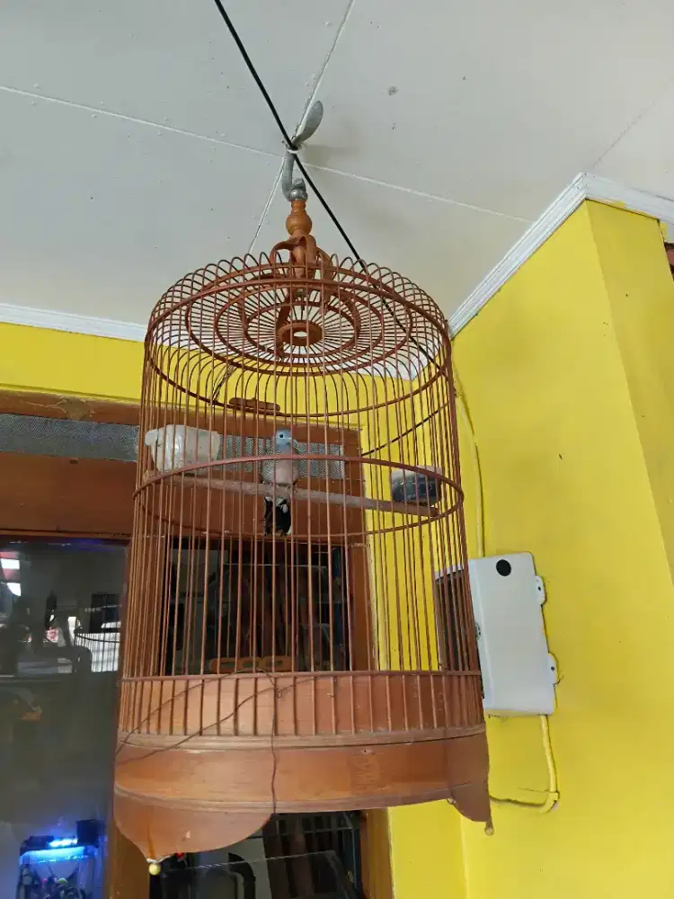 BURUNG PERKUTUT LOKAL ALAM ROJO DINO.KOMPLIT SANGKAR.