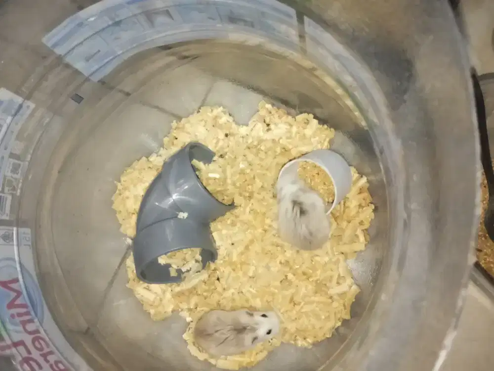 Hamster winter white dan roborovski