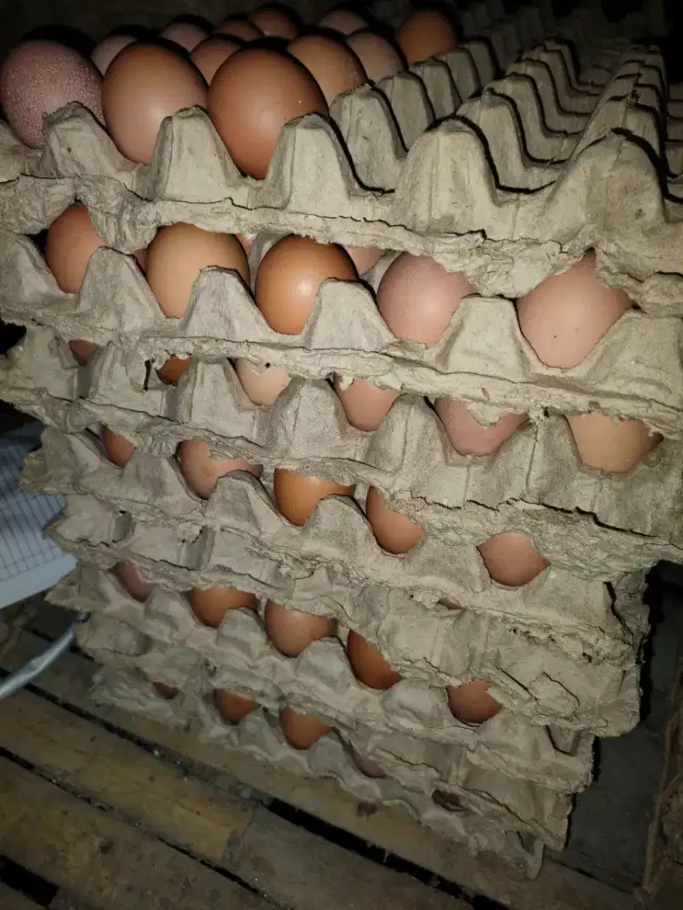 Telur Ayam Ras Lokal