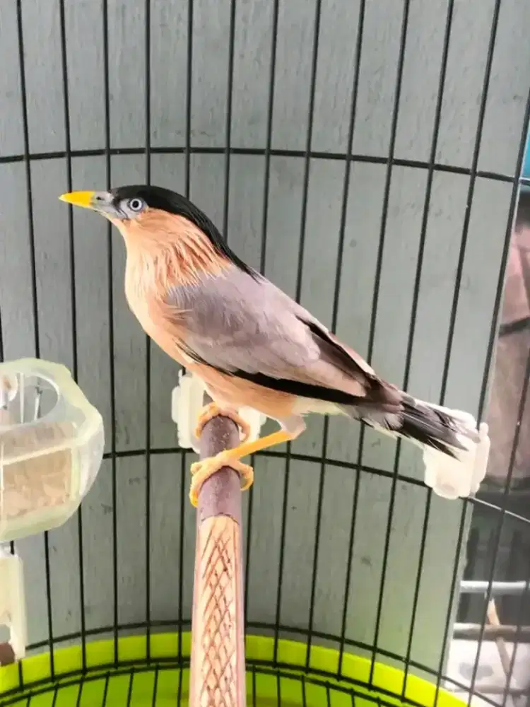 Jalak India brahmana