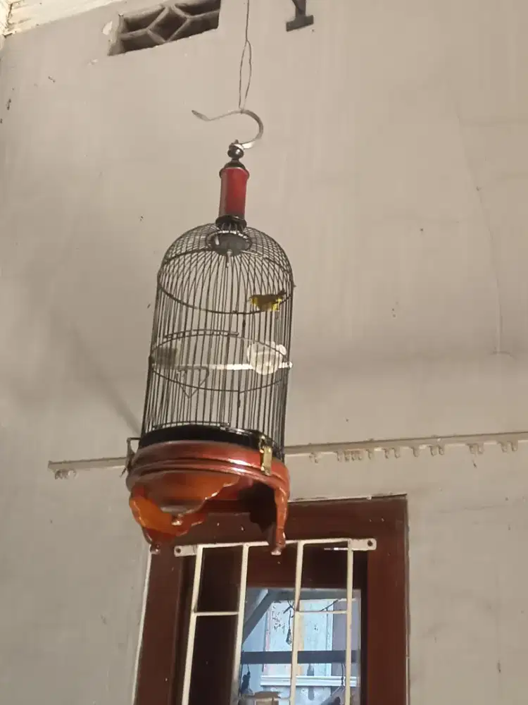 Burung Pleci Dakun