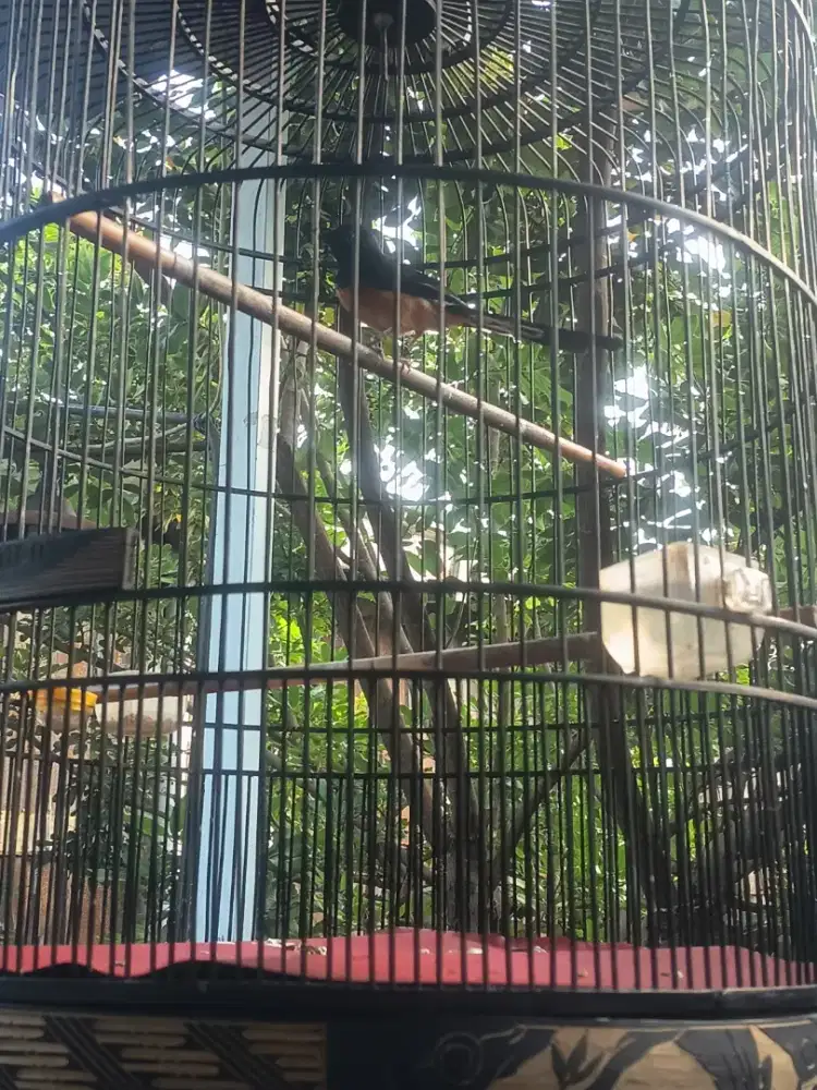 Murai Batu Ring APBN