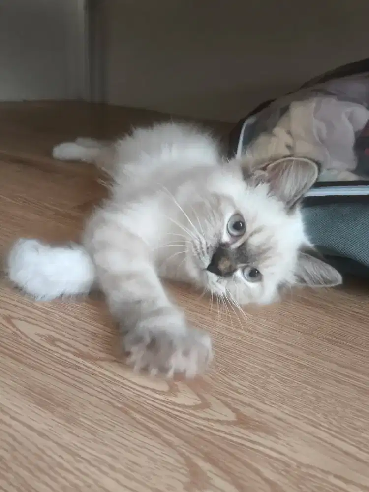 Ragdoll/Himalayan Mix - 4 Bulan