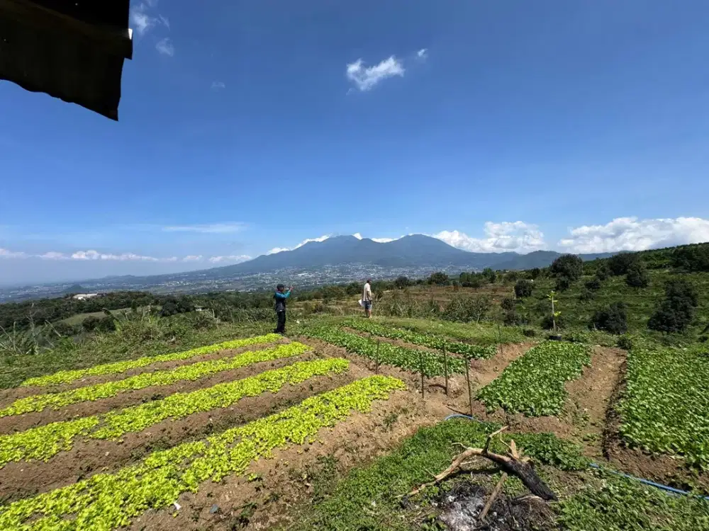 Investasi Kebun Premium di Bumiaji Kota Batu – 2 Hektar Durian & Alpukat Produktif dan menghasilkan uang tiap bulan.
