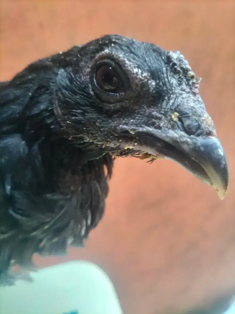 Ayam cemani jantan usia 3 bulan hitam legam