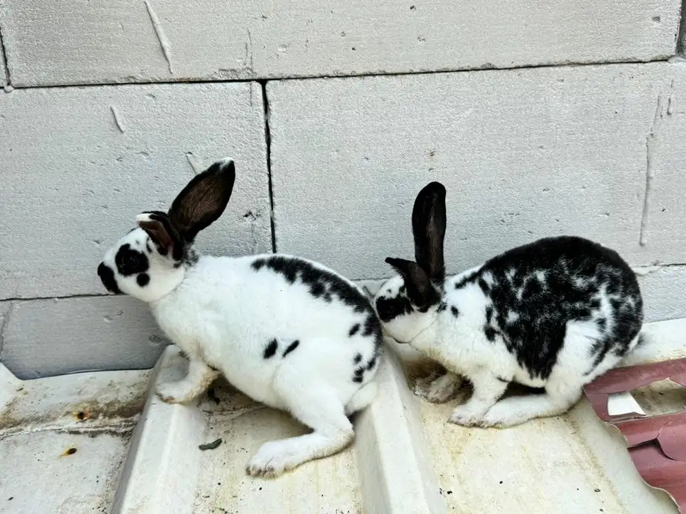 Kelinci Rex Sepasang bulu karpet
