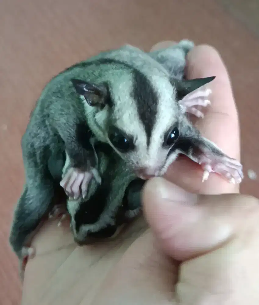 Baby  Sugar Glider CG Het Leucistik