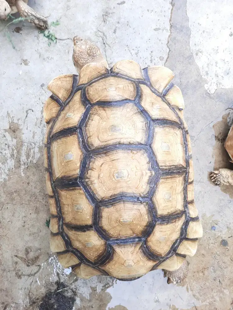 Kura sulcata 63cm