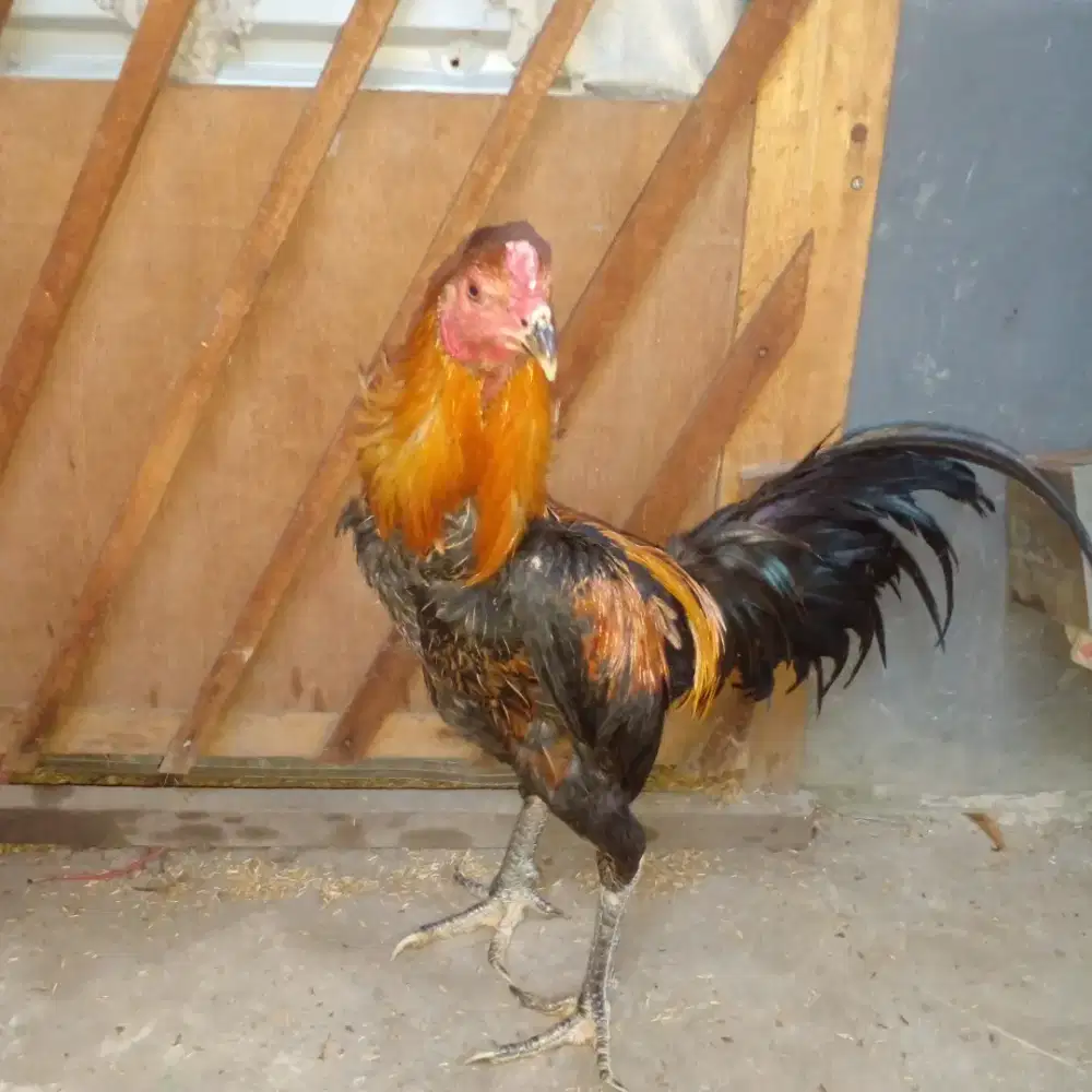 Ayam jago indukan bangkok