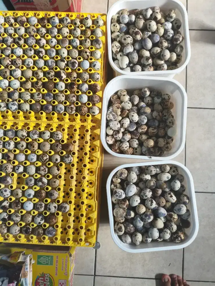 Telur Puyuh Fresh