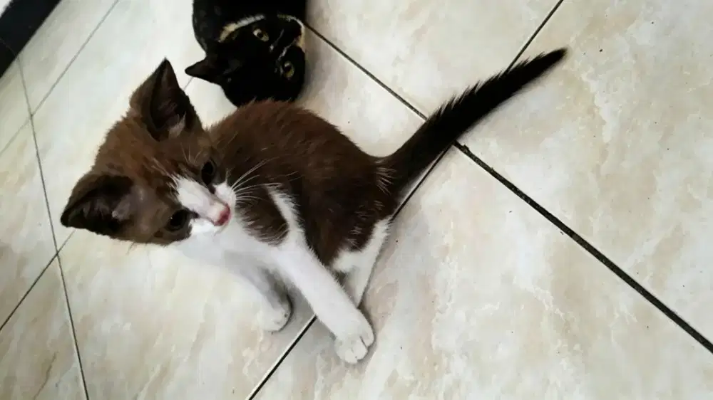 Kucing persia dan mixdom
