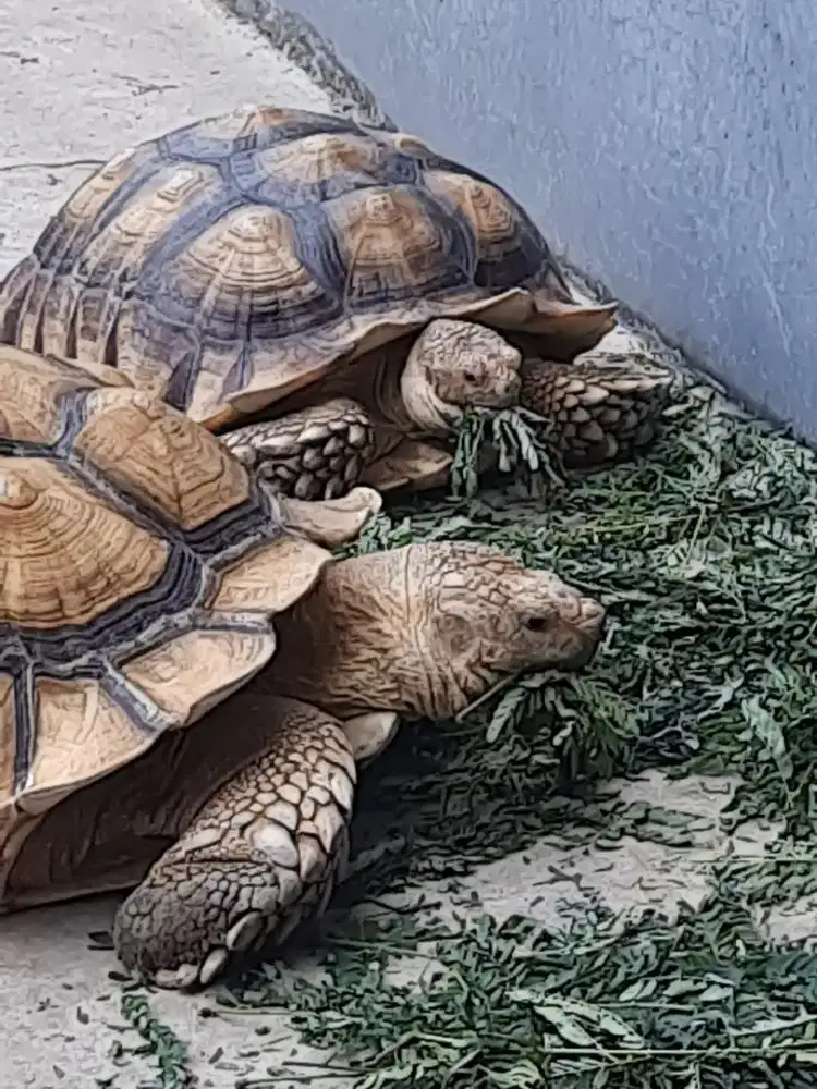 Kura sulcata sepasang 63cm & 52,5cm