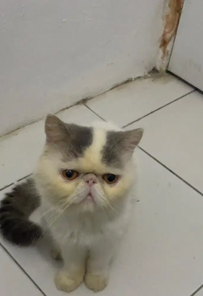 Kucing exotic jantan good kualitas
