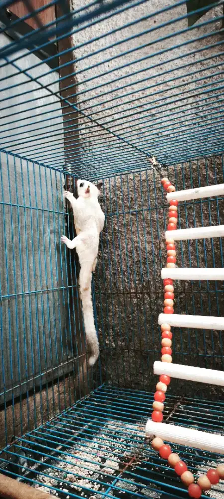 Sugar glider Leucistic sama kandang