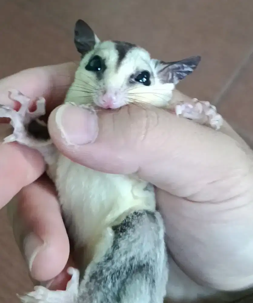 Sugar Glider White Face Het Creamino