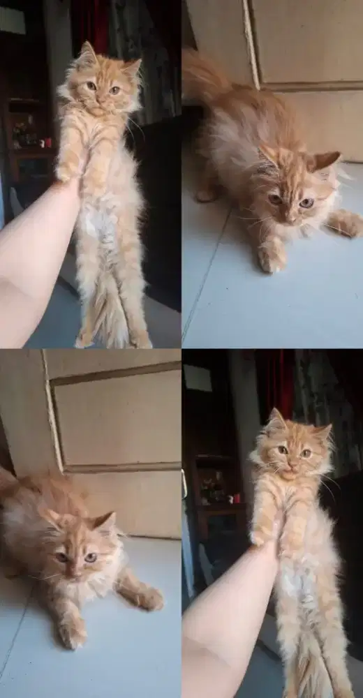 Open adopt kucing ras