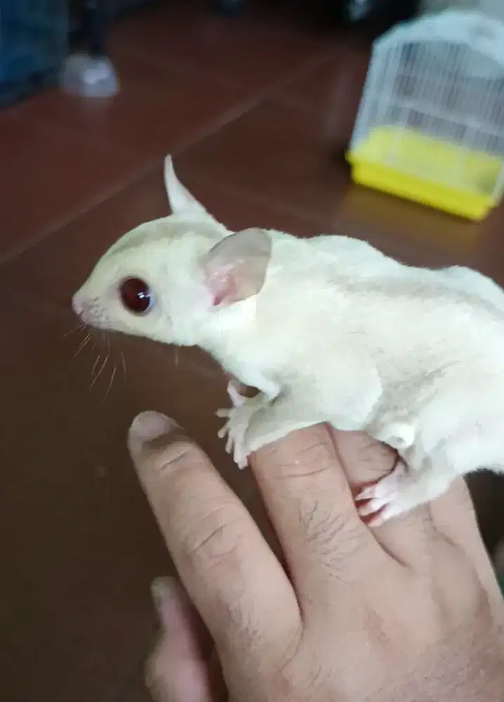 Sugar Glider Creamino