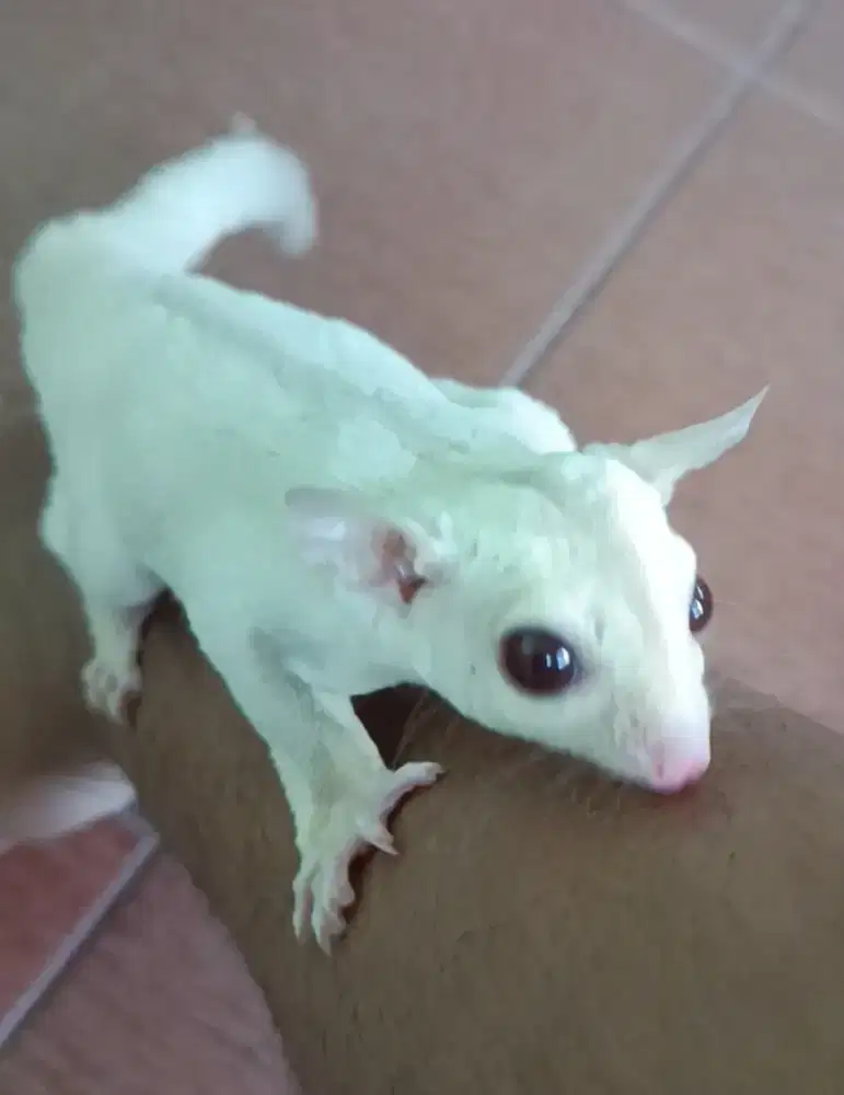 Sugar Glider Creamino Calon Indukan