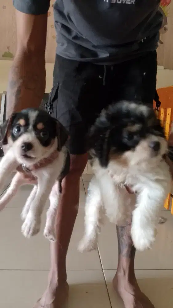 Sepasang anjing jantan dan betina