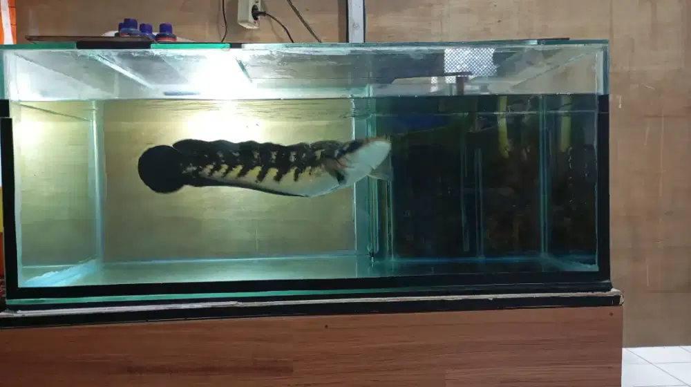 Channa maru 45cm AGRESIF+aquarium 100cmx55cmx40cm  kaca 8ml