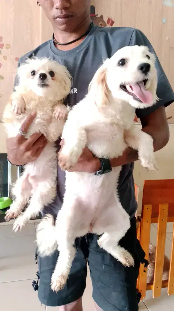 SEPASANG MALTESE