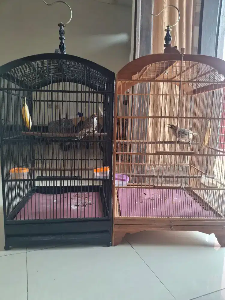 CUCAK ROWO/CUCAK RAWA POSITIF SEPASANG SUDAH DNS