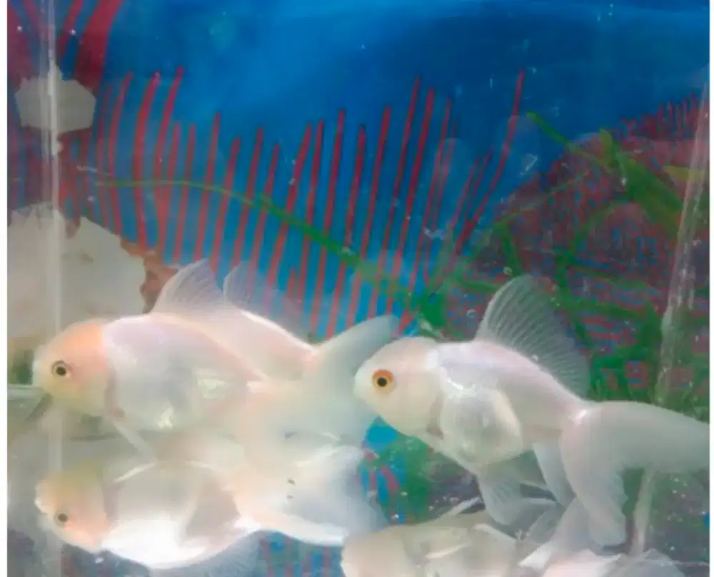 Ikan mas koki 5rban