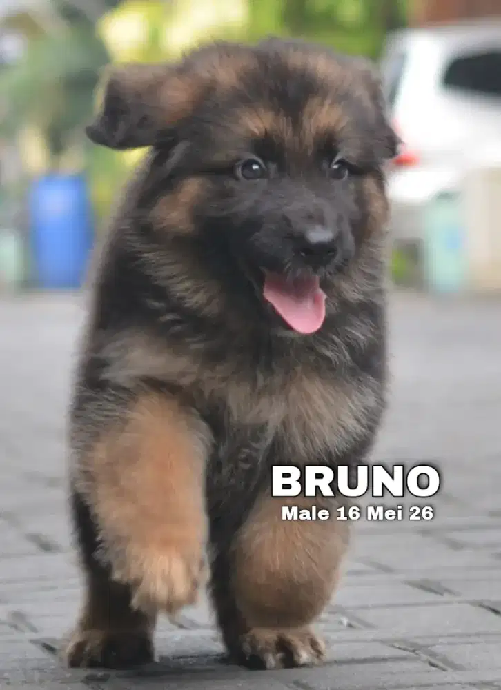 Herder blacktan jantan •BRUNO•