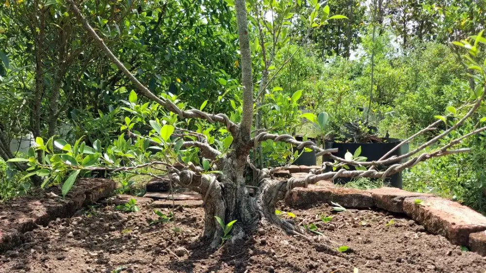 BONSAI BERINGIN KIMENG
