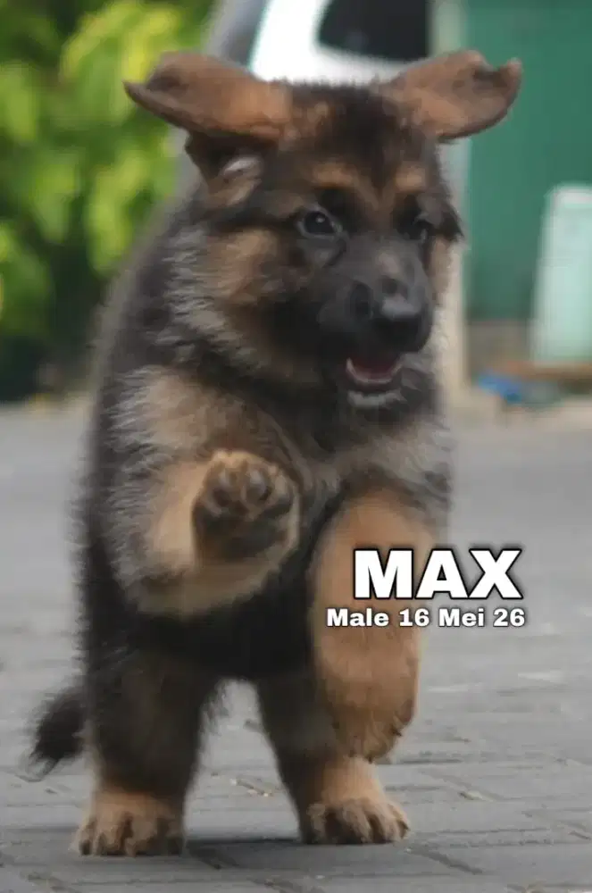 Herder blacktan jantan •MAX•
