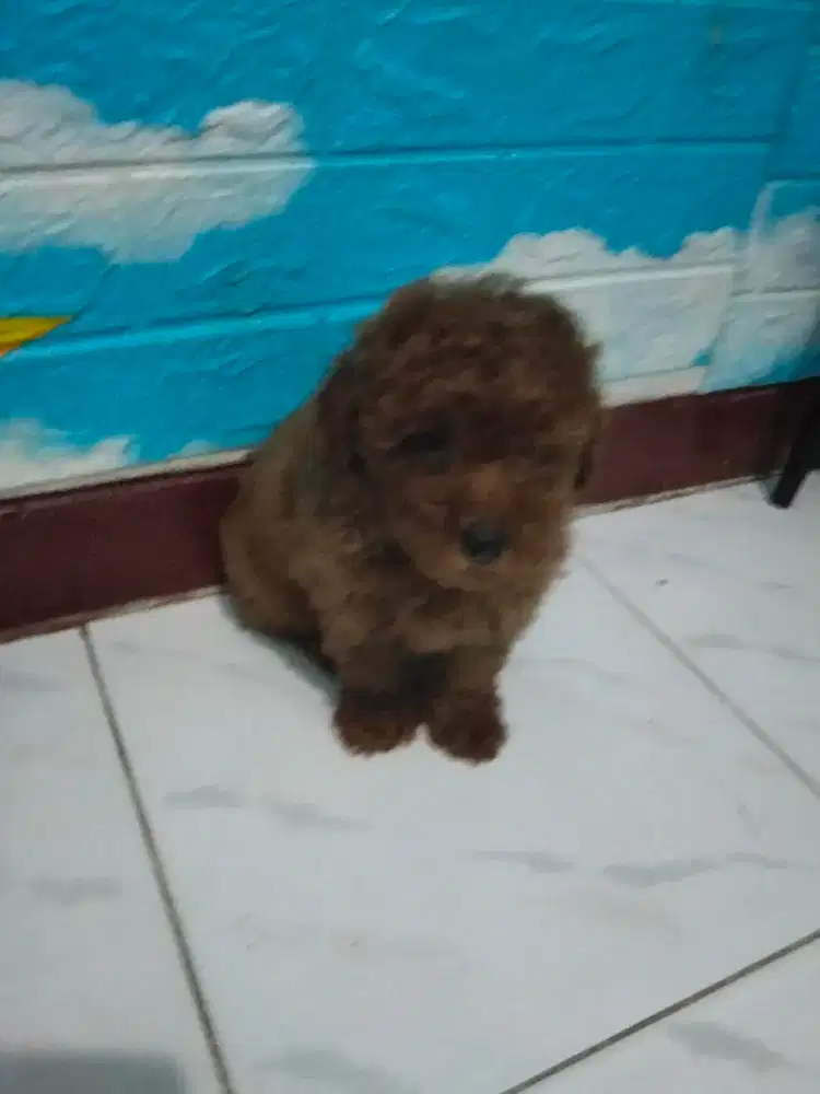 Semi hibah anak anjing toy poodle