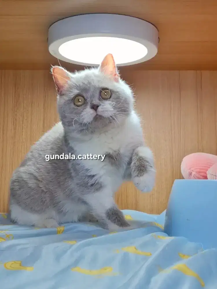 KUCING BSH BRITISH SHORTHAIR