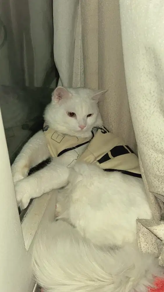 Jual kucing warna putih