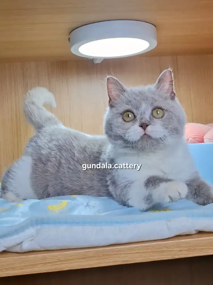 Kucing British Shorthair